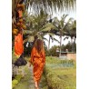 LOVINA NARANJA, Kimono largo con estampado Batik